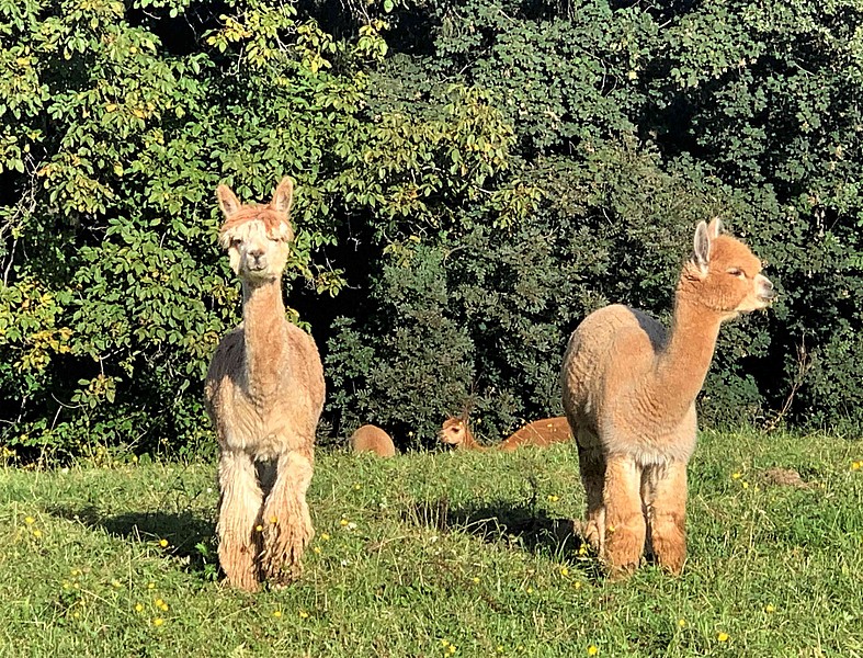 zwei Lamas